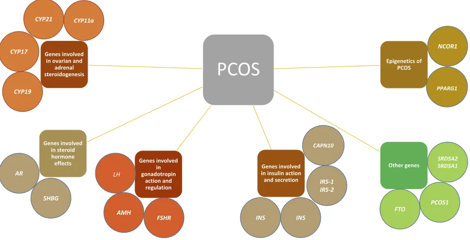 Figure 1 Summary of the genes involved in PCOS highlights the complexity of the disease.