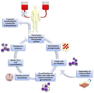 Figure 1 Schematic representation of the classic gene addition protocol for the gene therapy of beta-thalassemia