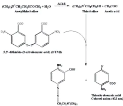 Figure 1: The steps involved in estimation of AChE activity using Ellman’s reaction                        