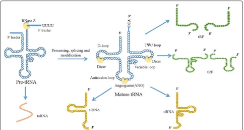 Fig. 1 Different types of tRNA derivatives came from the cleavage of pre-tRNAs and mature tRNAs