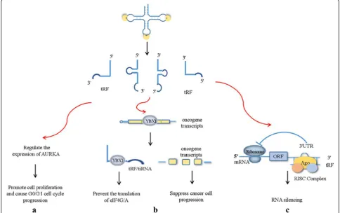 Fig. 3 tRNA derivatives exerted their effects through different pathways. a tRNA derivatives promoted cell proliferation and the progression ofG0/G1 cell cycle by regulating the expression of AURKA