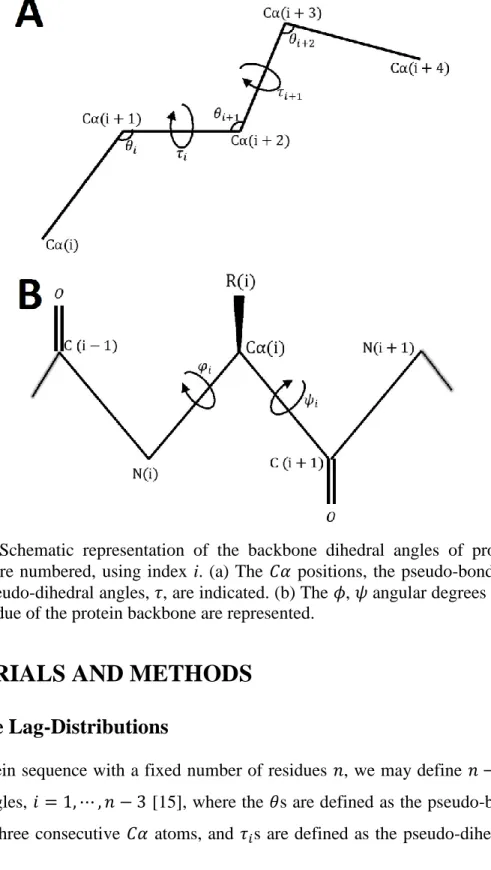 Figure  1:  Schematic  representation  of  the  backbone  dihedral  angles  of  proteins