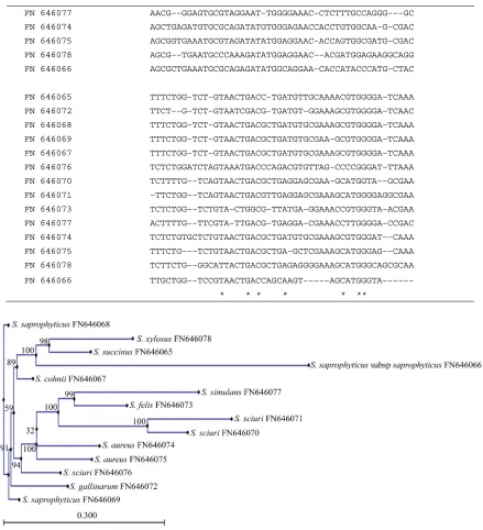 Figure 2. Neighbour–joining phylogenetic tree of Staphylococcussequence.  food isolates constructed on the basis of 16S rRNA gene  