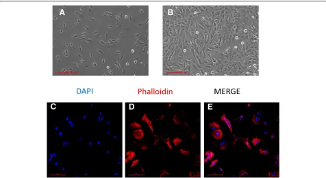 Fig. 3 HMC3 cell morphology and labeling of cytoskeletal F-actin filaments. a–b The human microglial cell line HMC3 as it was observed byphase-contrast microscopy at in vitro day 1 (a), and when cells reached the confluency (b)