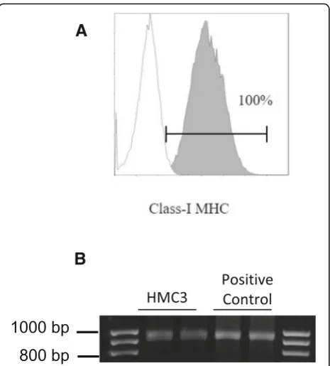Fig. 6 Expression of the human class I MHC antigens on HMC3 cells.a HMC3 were plated at the density 30,000 cells/cm2 in T25 flasks,and grown for 3 days when cells were almost confluent