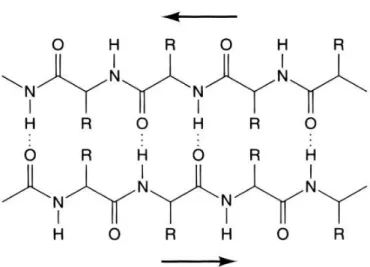 Figure 1.2. The hydrogen bonding pattern of an anti-parallel β-sheet. Dashed lines are  hydrogen  bonds  and  the  arrows  indicate  the  direction  of  the  chain