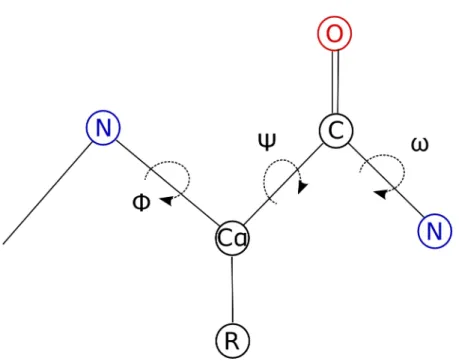 Figure  1.3.  Dihedral  torsion  angles  of  the  protein  backbone.  The  location  of  the  backbone  dihedral  torsion  angles  Φ,  Ψ,  and  ω  are  shown  by  the  dashed  lines  indicating rotation around a bond