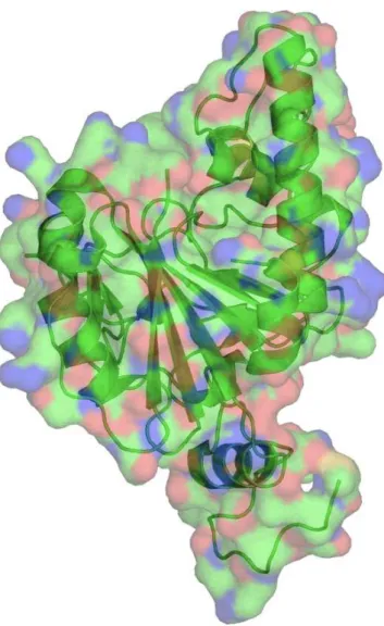 Figure  1.5.  Glycosyltransferase  A.  Generated  from  the  PDB  structure  using  PyMol