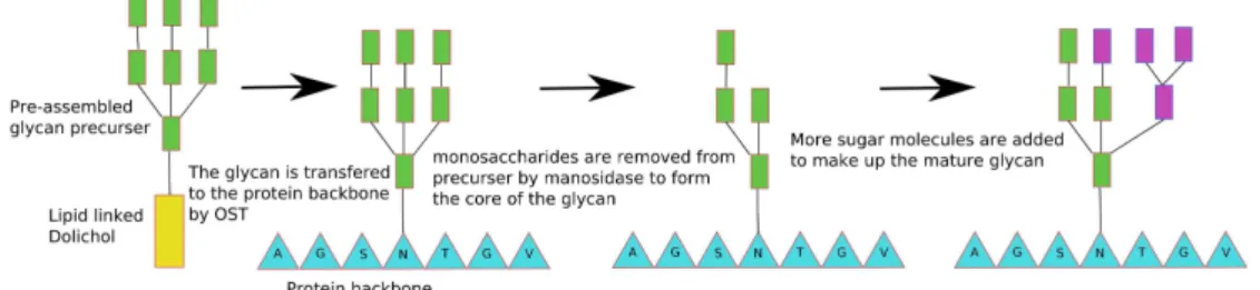 Figure  1.6.  The  synthesis  and  maturation  of  N-glycans.  Green  residues  represent  mannose,  purple  rectangles  are  other  sugars  of  unspecified  identity,  amino  acids  are  shown by blue triangles and the large yellow rectangle is a lipid do
