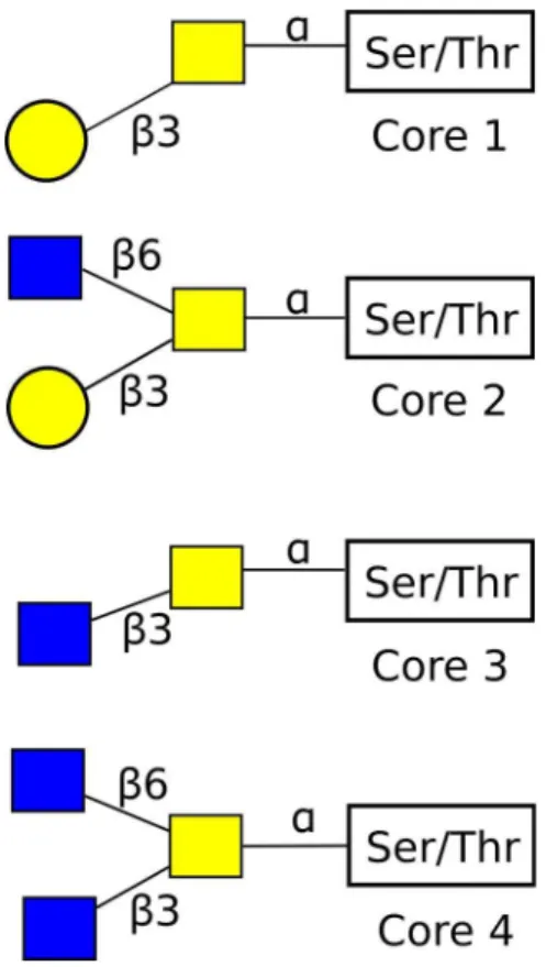 Figure 1.7. The four most common O-Glycan core structures. Symbols follow  standard conventions as in reference 66