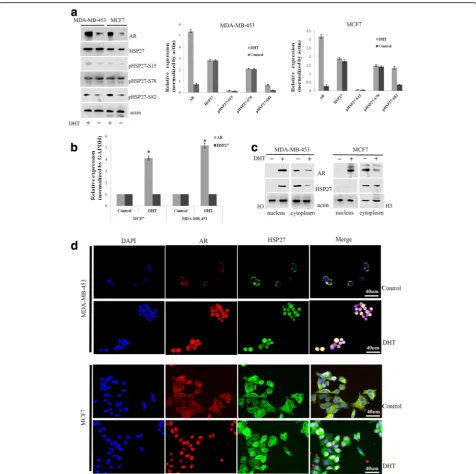 Fig. 2 DHT affected the expression and location of AR and HSP27. The effect of DHT on the expression of AR, HSP27, and phosphorylated formsof HSP27 at serine 15, 78 and 82 was analyzed by western blot (a)