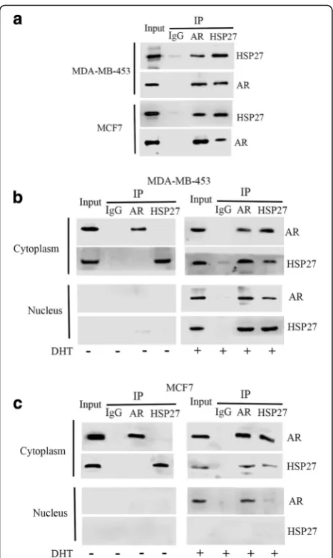 Fig. 3 DHT induced the formation of AR-HSP27 complex. Co-IP forAR and HSP27 in the total proteins extracted from MDA-MB-453 andMCF7 cells treated with or without DHT (a)