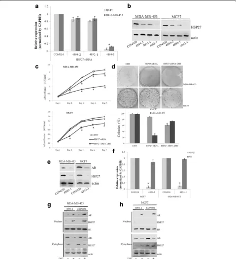 Fig. 4 HSP27 affected the expression and location of AR. Verification of the siRNA specific for HSP27 at three sites (4894-2, 4893-1, 4892-1) wasmeasured by qPCR (a) and western blot (b)