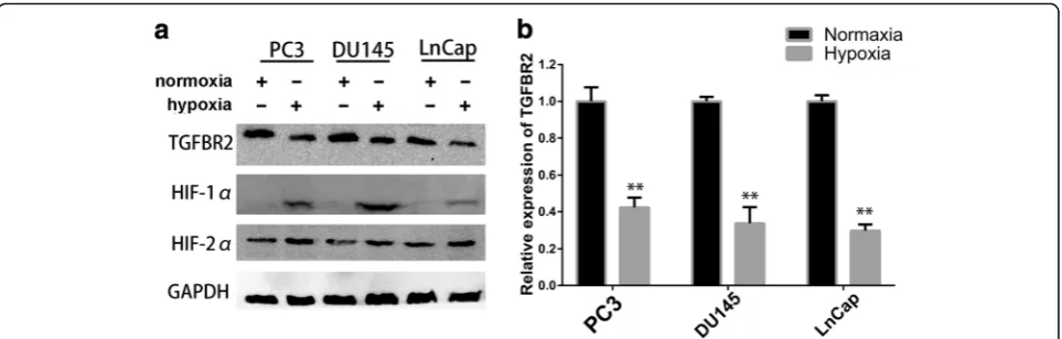 Fig. 1 TGFBR2 expression was decreased under hypoxia. a. Prostate cancer cell lines (PC3, DU145, and LnCap) showed decreased levels of TGFBR2protein in hypoxic condition, as measured by western blot