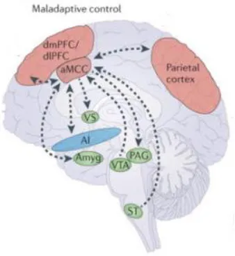 Figure 4 Based on the UAMA (Grupe & Nitschke, 2009), identifying and executing adaptive responses are associated with aMCC dysfunction and directly influence the five 