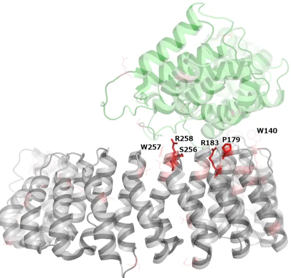 Figure S7: PPP2R1A (grey) bound to PPP2R5C (green) (PDB: 2NYL). Mutated residues in both  proteins are highlighted in red, with color intensity scaling with the number of samples harboring  missense mutations impacting the corresponding residue