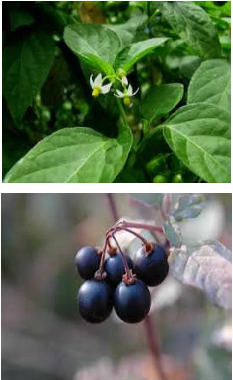 Fig. 1. Leaves and Fruits of Mako 