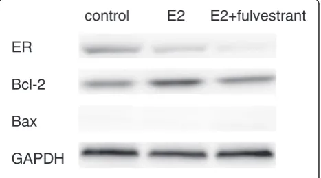 Figure 2 Effects of E2 on Bcl-2 and Bax expression in T47Dcells. Treatment of ERα-positive T47D cells with E2 for 12 daysupregulated the expression of Bcl-2 protein