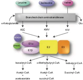 Figure 1 Overview of BCAA catabolic pathway. The BCAAs undergo transamination that is catalyzed by the branched-chain aminotransferase (BCAT) and requires ketoglutarate, leading to the production of the Abbreviations:branched-chain α- α-ketoacids KIC, KMV,