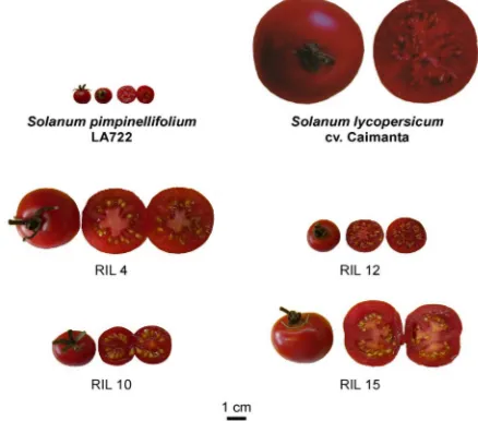 Figure 1. Fruits of four tomato Recombinant Inbred Lines (RIL) and their parents Solanum lycopersicum cv