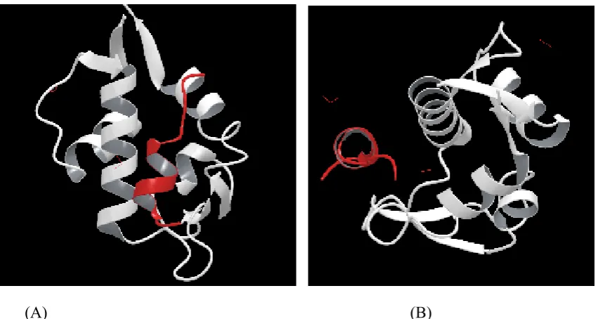 Fig 2: (A) MDM2 bound to p53 (Side view), (B) MDM2 bound to p53 (Top view) 