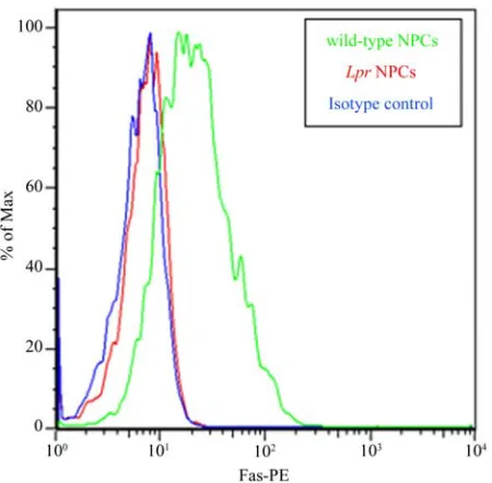 Figure 1. Lpr NPCs lacks Fas. Lpr mice have a large inser-tion in the Fas gene which results in improper splicing and absence of the protein