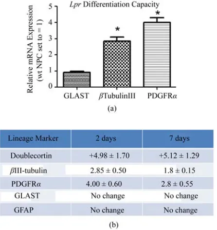 Figure 4. lpr NPCs are more committed to oligo- and neu-