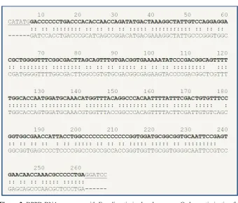 Figure 2. DPPD DNA sequence with E. coli optimized codon usage. Codon optimization for protein expression was done using the Blue Heron Expression Optimization tool which mini-mizes secondary mRNA structure to reduce translational impediments