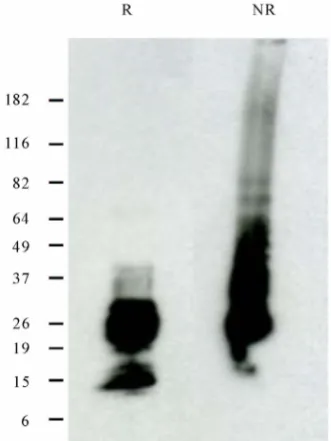 Figure 3. Expression of recombinant DPPD in E. coli. Recombinant DPPD was expressed in E