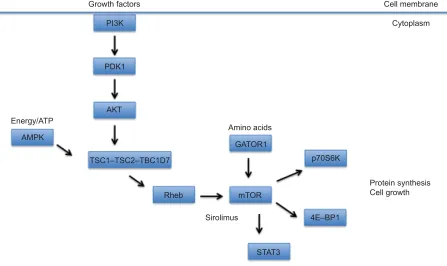 Figure 1 A schematic diagram depicting the TSC-mTOR signaling pathway.Notes: mTOR is modulated by the TSC1–TSC2–TBC1D7 complex, integrating inputs from growth factors via PI3K, amino acids via the GATOR1 complex, and cellular energy levels (ATP) via AMPK