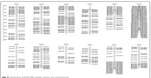 Fig. 2 Distribution of KASP-SNP markers among rice chromosomes