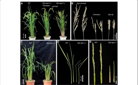 Fig. 1 Characterization of a semidominant rice mutant with short panicle. a Gross morphology of Epi-sp mutant