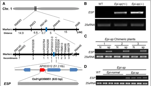 Fig. 2 Molecular cloning and expression analysis ofindicate RNA extracted from normal and short panicles, respectively.Total RNAs were extracted fromrice chromosome 1.chimeric ESP