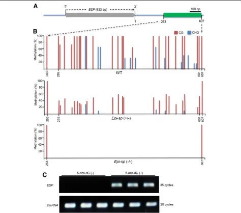 Fig. 3 DNA methylation analysis of theHistograms represent the percentage of CG (red) and CNG (blue).treated with (+) or without (methylation locus (green)