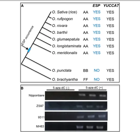 Table S1), representing all of the major groups of Asiancultivated rice (Xu et al. 2011)