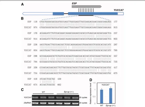 Fig. 5 Genome sequence alignment of theYUCCA-like gene ( ESP locus and expression analysis of YUCCA7gene