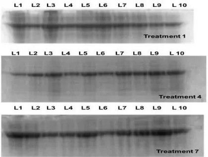 Figure 2:  SDS profiling of total protein content of seedling for all test lines under one treatment