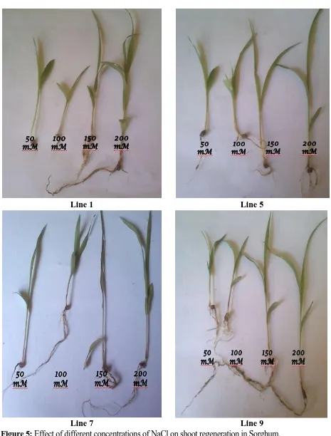 Figure 5: Effect of different concentrations of NaCl on shoot regeneration in Sorghum