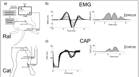 Fig. 3 In vivo stimulation of rat and cat sciatic nerve. Stimulation was delivered through a bipolar hook electrode using a waveform generatorcontrolled by computer