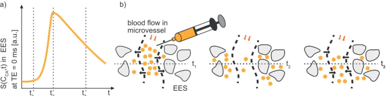 Figure 1.2: Schematic overview of the CA-exchange processes after bolus-injection.