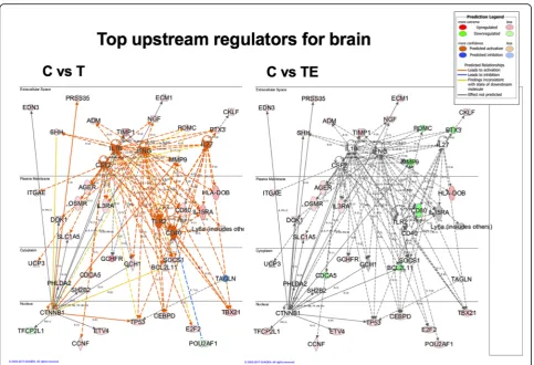 Fig. 5 Upstream nodal regulators for brain. This panel illustrates several of the top predicted upstream nodal regulators for brain from the IPAanalysis of the genes for the + 1 pattern