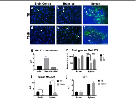 Fig. 7 Localization of exosomes and validation of MALAT1 and GFP levels. Localization of exosomes and MALAT1 to the brain and spleen.qPCR using human MALAT1 primers andsignificant