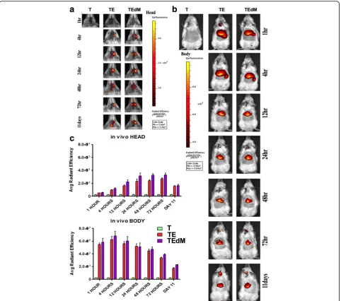 Fig. 2 In vivo biodistribution of DiR-labeled exosomes after TBI (a, b). Imaging revealed exosomes migrated robustly to the spleen and liver at 1and 4 h after transplantation before gradually decreasing