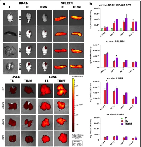 Fig. 3 Ex vivo biodistribution of DiR-labeled exosomes after TBI. a Imaging revealed exosomes migrating to the spleen, liver, and lungs 1 h aftertransplantation and migrating to the impact site of the brain on day 3 after TBI relative to sham controls
