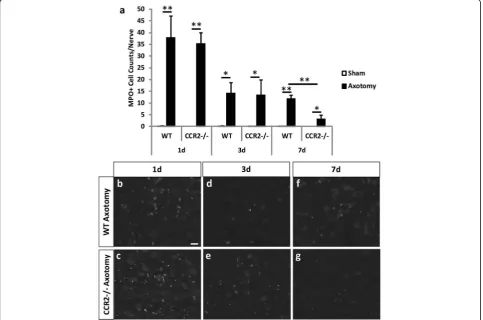 Fig. 5 Myeloperoxidase staining of neutrophils in the axotomized SCG 1, 3, and 7 days after axotomy