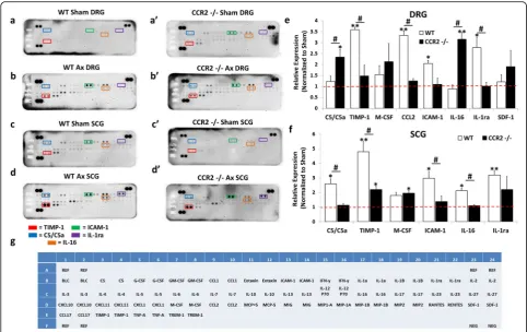 Fig. 6 Injury-induced cytokine profiles in the DRG and SCG 7 days after axotomy. Mice underwent a unilateral transection of the right sciaticnerve and the right ICN and ECN of the SCG