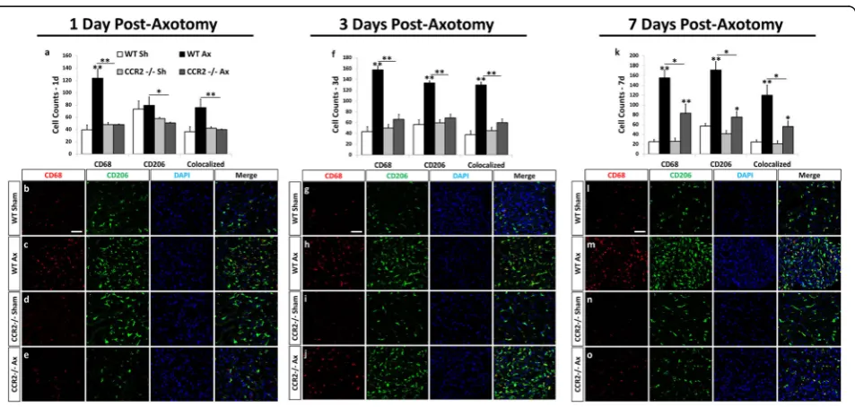 Fig. 7 The anti-inflammatory marker, CD206, is highly expressed in CD68+ macrophages in the WT DRG 3 and 7 days after sciatic nerve transection.Immunohistochemical labeling of DRG sections with antibodies against a macrophage marker, CD68, and an anti-infl