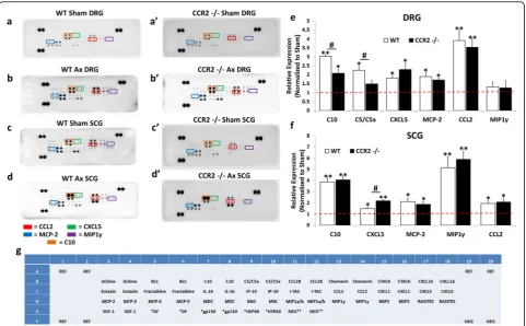 Fig. 2 Chemokines are differentially expressed in the DRG and SCG 48 h after axotomy. Mice underwent a unilateral transection of the rightsciatic nerve and the right ICN and ECN of the SCG