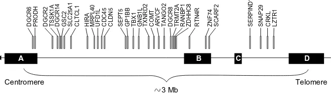 Figure 2 Genes in the typically deleted region of chromosome 22.Note: The typical 3 Mb deletion occurs between the most proximal (LCR22-A) and most distal (LCR22-D) units.Abbreviation: LCR22, chromosome 22-specific LCR.