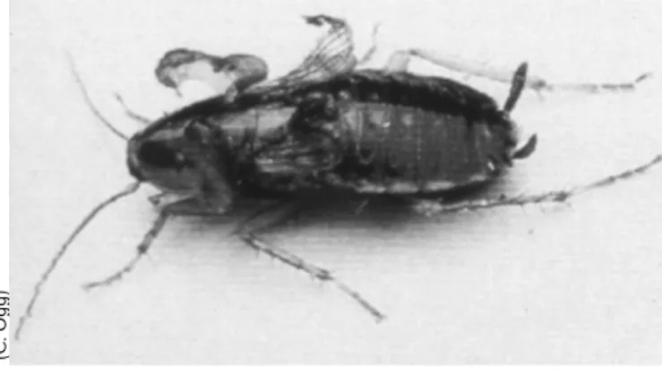 Figure 6-5. Cockroaches exposed to insect growth  regulators, like hydroprene and pyriproxyfen,  